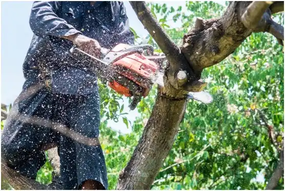 tree services Hideout